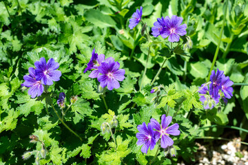 Close up of purple cranesbill (geranium x magnificum) flowers