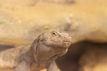 A lizard closeup 
