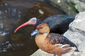 A cute orange brown duck 