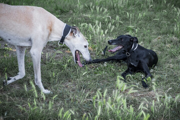 Ivo, the spanish greyhound with friends running and playing in a park