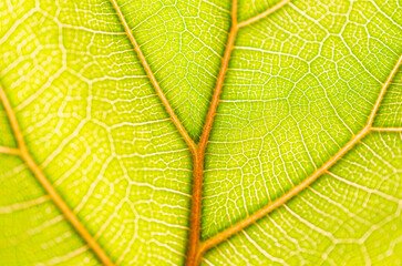 Detail of a new leaf of a ficus pandurata tree.