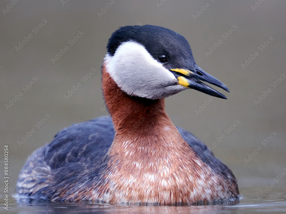 Canvas Prints Red-necked grebe (Podiceps grisegena)