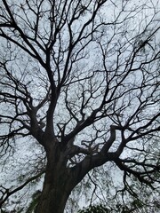 Trees in low angle on a cloudy day.