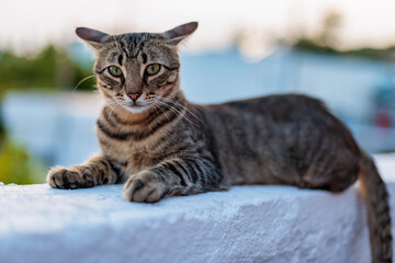 Tabby cat resting on a white wall in the afternoon