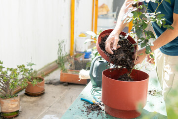 unrecognizable man fertilizing a potted plant in his garden