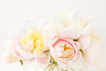 A bouquet of delicate peonies on a light background