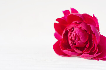A pink peony lies on a white background © Elena