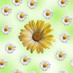 Fototapeta premium Chamomile seamless floral pattern. Pattern, a group of chamomile flowers on a green background