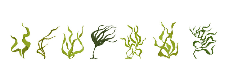 Collection of colorful botanical elements, green seaweed.Vector graphics.