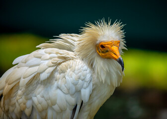 Detail of an Egyptian vulture, one of the smallest vultures in the world, with its characteristic white plumage and yellow beak and face