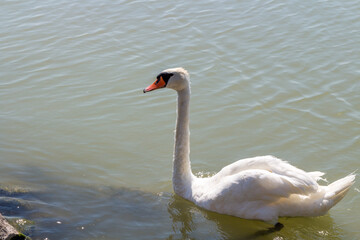 Fototapeta premium A swan in the Balaton lake