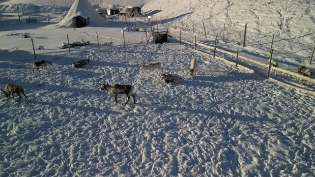 Aerial video over reindeer in &Oslash;vre-Alta, Finnmark, Norway.