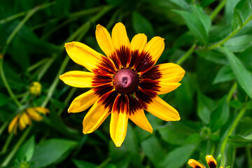 blooming rudbeckia, yellow-brown flowers on a green background