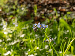Close-up of the wood forget-me-not flowers (Myosotis sylvatica) witj bright backlight in the forest in spring