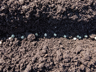 Pea sowing. View of wet soil with dried pea seeds with small sprouts ready to be covered with soil. Planting and growing seedlings