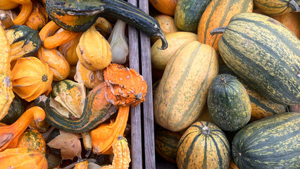 A variety of pumpkins and squash are displayed on a wooden table, showcasing a diverse collection...