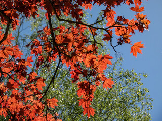 Deep purplish-crimson leaves of the Norway Maple (Acer platanoides) 'Schwedleri' growing in a park