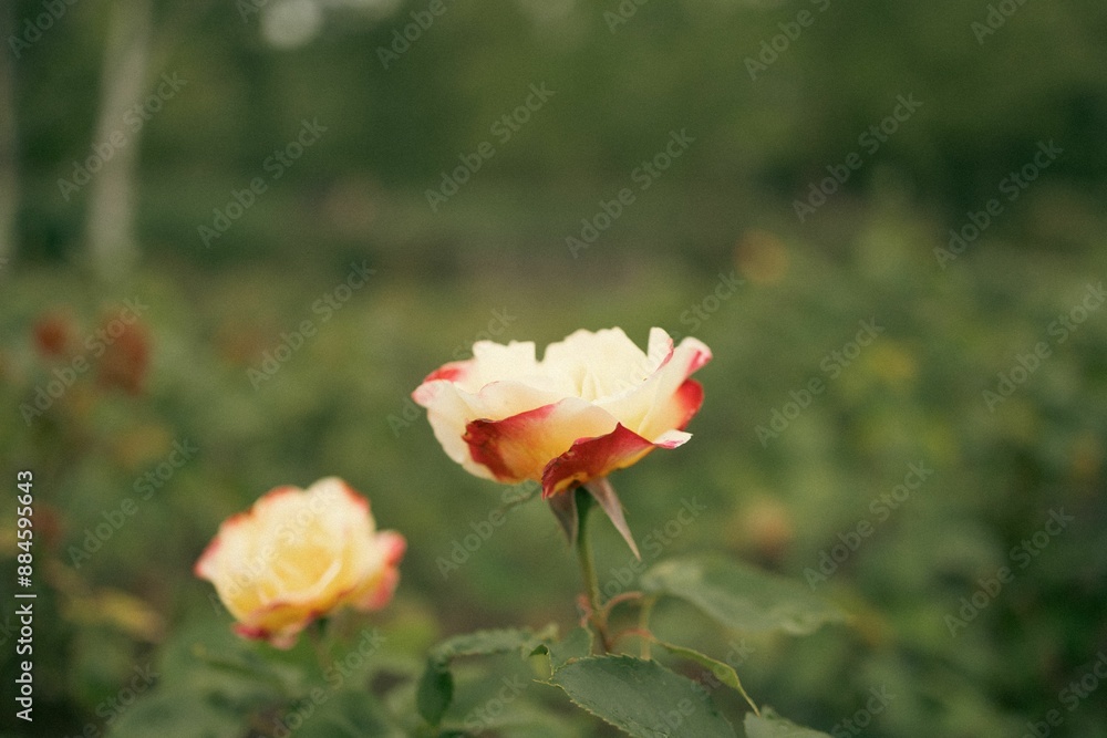 Sticker Close-up of blooming roses with soft focus background in a garden setting