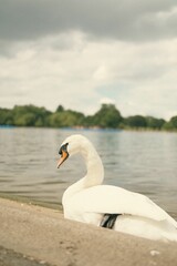 Serene swan resting by the edge of a calm lake with a background of trees and a cloudy sky