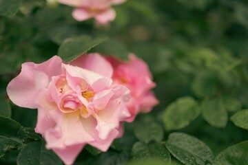 Obraz premium Close-up of a pink rose with dew drops on petals and green leaves in the background
