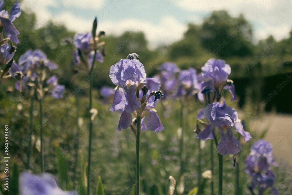 Poster Close-up of purple irises blooming in a garden on a sunny day with a blurred background.