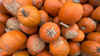 A close-up image of a pile of ripe orange pumpkins, likely taken at a fall harvest festival