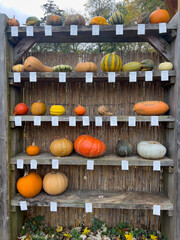 A variety of pumpkins and squash are displayed on wooden shelves. The shelves are made of weathered wood and are adorned with tags