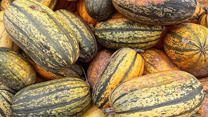 Close-up view of a pile of striped butternut squash at a farmers market