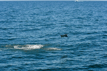 Manta Ray Jumping out of the Water, Gulf of Mexico, Summer in Orange Beach, Alabama, Fishing out of Perdido Pass