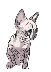 cat sitting on the floor