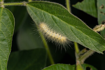 Saltmarsh Caterpillar eating soybean plant leaf causing damage and injury. Agriculture crop insects, pest control and crop damage concept.