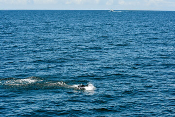 Fototapeta premium Manta Ray Jumping out of the Water, Gulf of Mexico, Summer in Orange Beach, Alabama, Fishing out of Perdido Pass