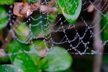 Rain on a spiderweb