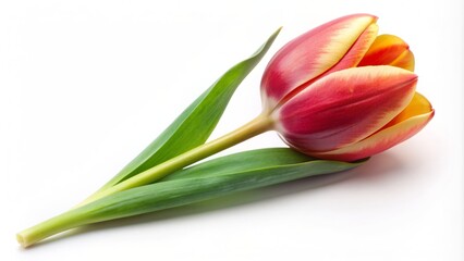 A single tulip isolated on a white background.