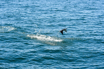 Obraz premium Manta Ray Jumping out of the Water, Gulf of Mexico, Summer in Orange Beach, Alabama, Fishing out of Perdido Pass