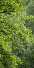 Fototapeta premium Árvore verde com folhas vibrantes