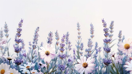 Naklejka premium A serene arrangement of lavender sprigs and chamomile flowers, set against a muted pastel background. Soothing Botanical Illustrations