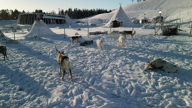 Aerial video over reindeer in &Oslash;vre-Alta, Finnmark, Norway.