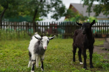 Goat, chickens in the village, farm, friends, child in the village, domestic animals, in the village, goats grazing on a tether in nature, in the garden, kid goats, farm, grass, wild goats, sky, lands