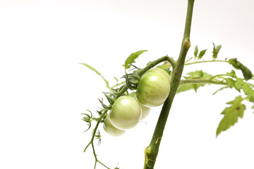 白背景の未熟なミニトマト