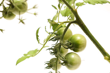 白背景の未熟なミニトマト