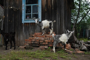 Goat, chickens in the village, farm, friends, child in the village, domestic animals, in the village, goats grazing on a tether in nature, in the garden, kid goats, farm, grass, wild goats, sky, lands