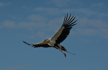 Secretary Bird in Fliight
