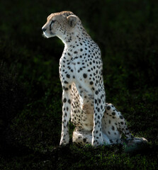Cheetah Portrait (background darkened)Africa, Tanzania, wildlife, safari, 