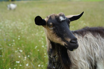 Fototapeta premium Goat, goats in nature, domestic animals, in the village, goats grazing on a tether in nature, in the garden, kid goats, farm, grass, wild goats, sky, landscape, nature, green, summer, cloud, land, hor