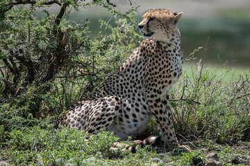 Pregnant Cheetah