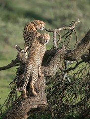 Cheetahs in Tree