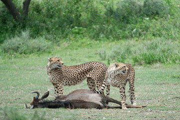 Cheetah on Wildebeest Kill