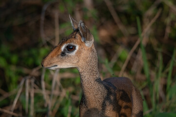 Closeup of Dikdik