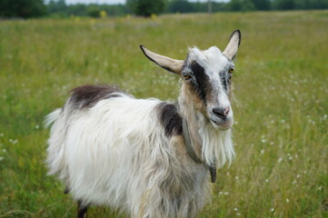 Fototapeta premium Goat, goats in nature, domestic animals, in the village, goats grazing on a tether in nature, in the garden, kid goats, farm, grass, wild goats, sky, landscape, nature, green, summer, cloud, land, hor